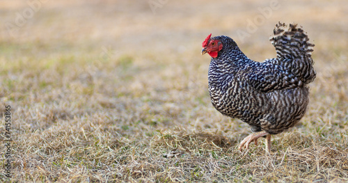 Obraz na płótnie Chicken hen marching across a pasture in a rural area near Raeford North Carolina. w salonie