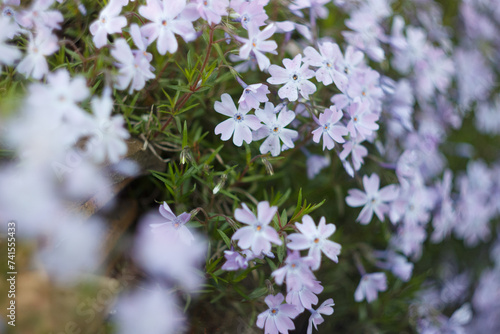 Phlox subulate in the spring garden photo