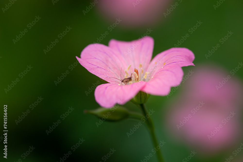 close up of pink flower and insect close up of pink flower and insect