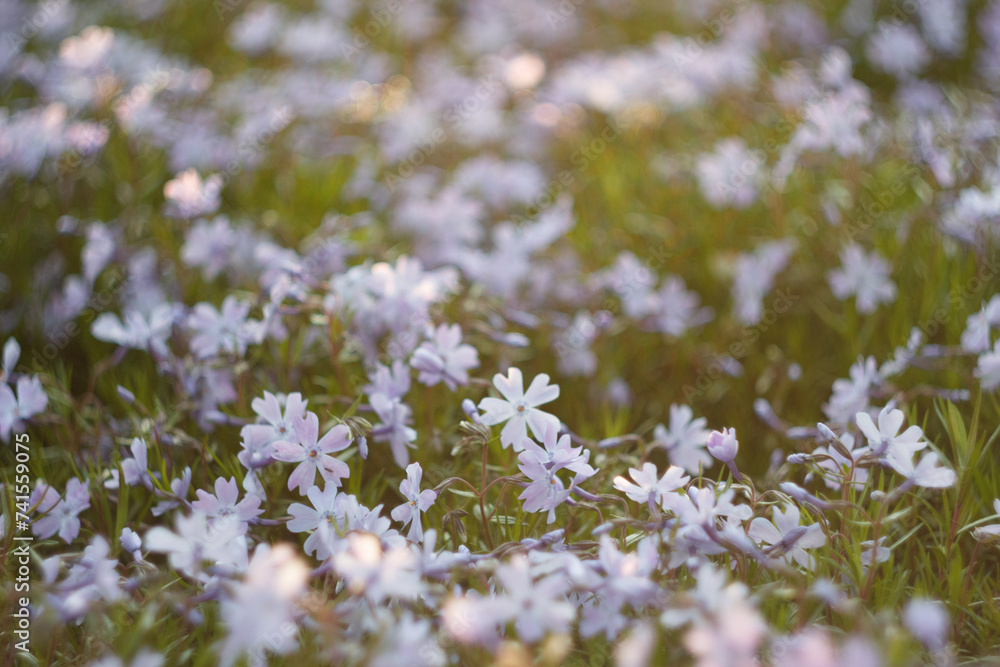 Phlox subulate in the spring garden Phlox subulate in the spring garden