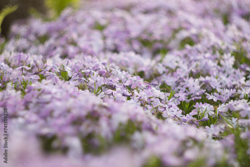 Fototapeta premium Phlox subulate in the spring garden
