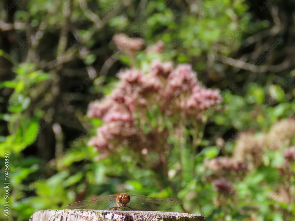 sympetrum vicinum the yellow legged or autumn meadowhawk sympetrum vicinum the yellow legged or autumn meadowhawk