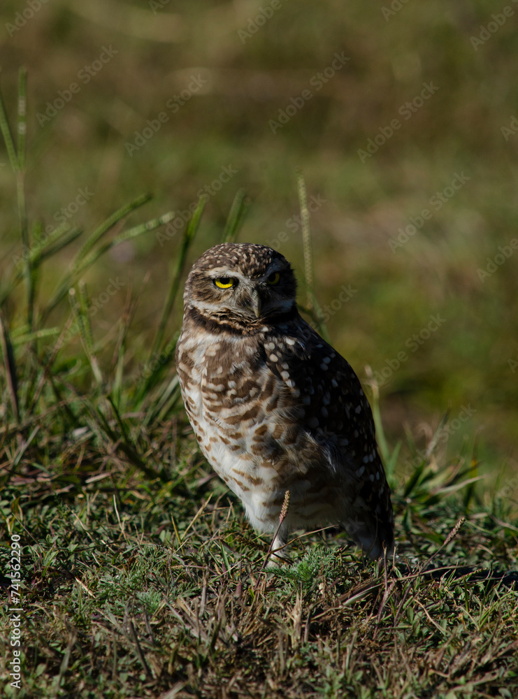 owl standing in the field