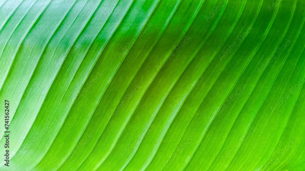 Close shot of green banana leaf texture background Close shot of green banana leaf texture background