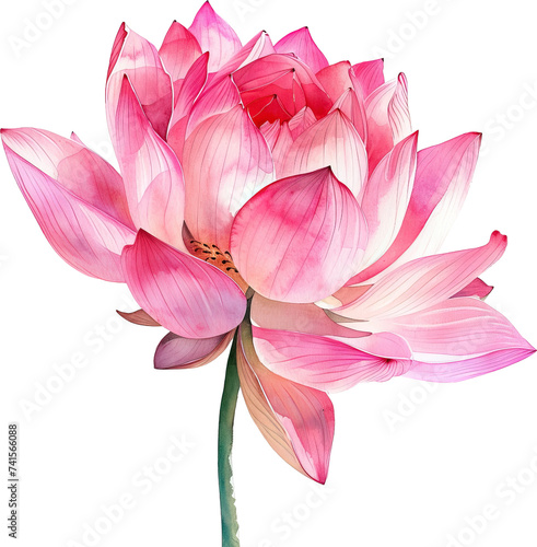 Watercolor style lotus flower isolated on transparent background. PNG