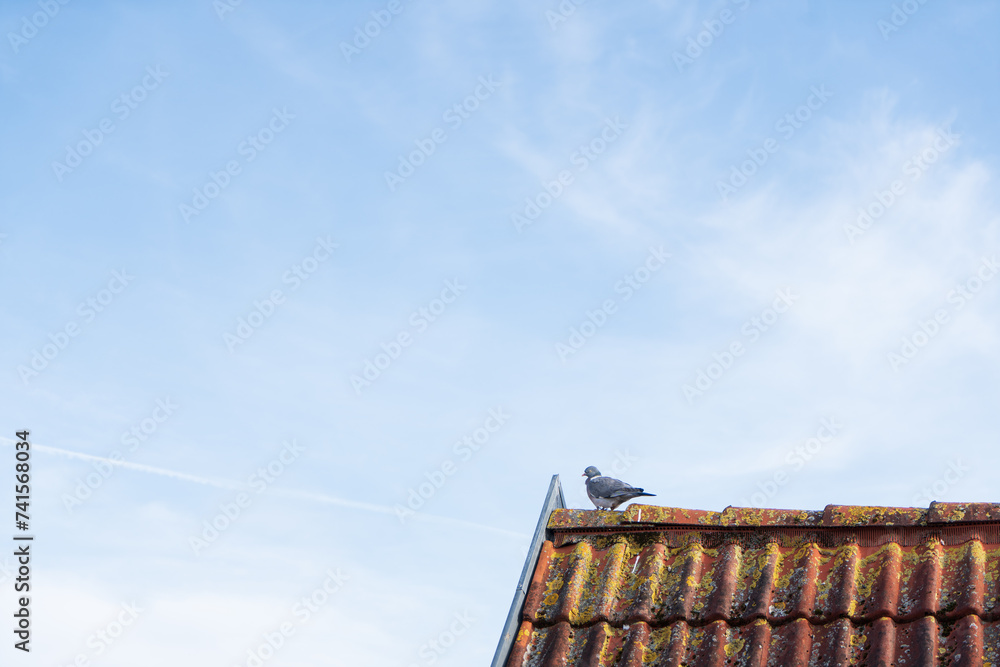 Pigeon on the gable of an orange, gable roof with blue sky and copy space