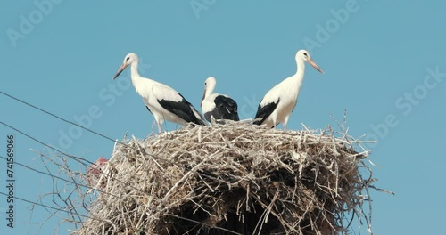 Stork nest and 3 storks on electric pole with power line wires against blue sky.