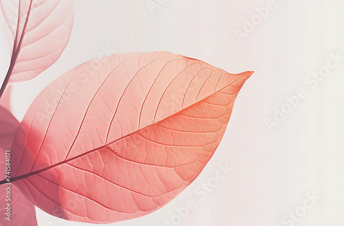 a red leaf on a white background in the style of pige photo