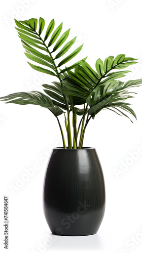 Palm plant displayed in a ceramic black pot. Potted exotic house plants on white shelf against white wall. Home garden . Isolated on white background.