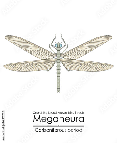 Meganeura, one of the largest known flying insects, creature from the Carboniferous Period. Colorful illustration on a white background