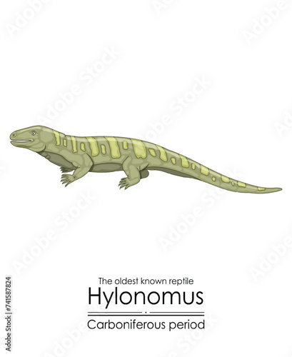 Hylonomus, the oldest reptile, a stem tetrapod from the Carboniferous Period. Colorful illustration on a white background