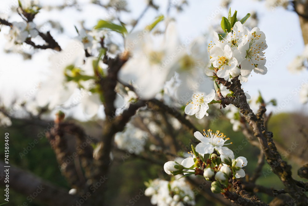 Plum tree branch in bloom in the spring garden