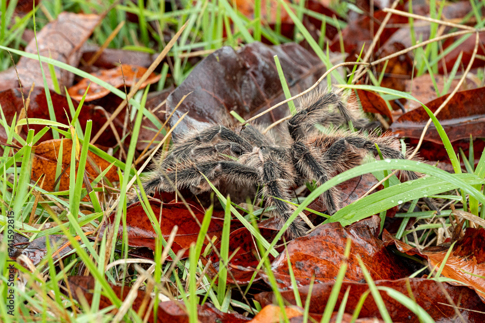 The Brazilian Tarantula or Theraphosidae photographed on a farm in North Eastern Brazil The Brazilian Tarantula or Theraphosidae photographed on a farm in North Eastern Brazil