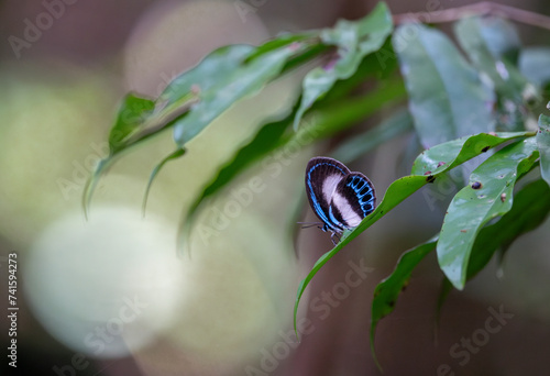 Danis danis herophilus (male) butterfly on the plant. photo