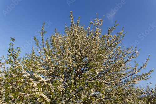 Top of wild pear tree is blooming in the meadow photo