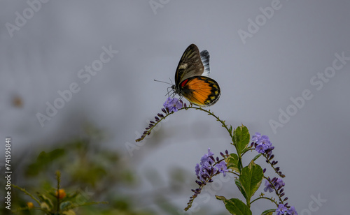 Delias pasithoe butterfly on plant photo