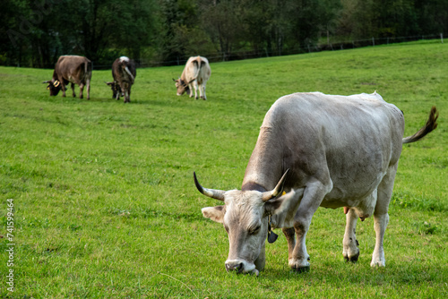 A cow peacefully munching on grass in a lush field amidst the Swiss Alps.