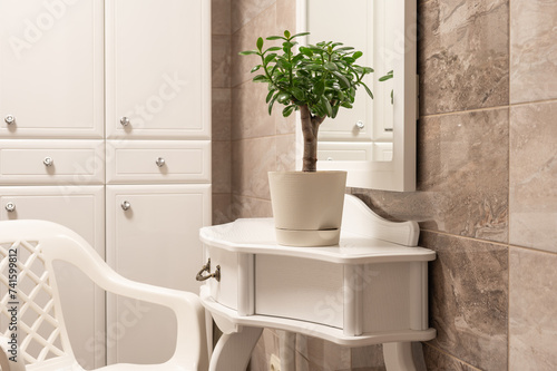 Succulent houseplant Crassula ovata in a pot on white shelf in a bathroom. photo