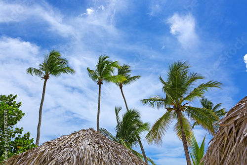 Tropical palm trees with blue sky and white clouds background.