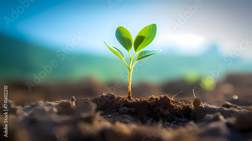 Fresh seedlings sprout from rich forest soil