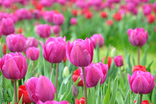 Schilderij op canvas Triumph Tulip  'Negrita'  in flower.