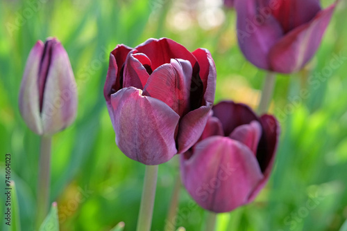 Photos Triumph Tulip 'Paul Scherer' in flower.