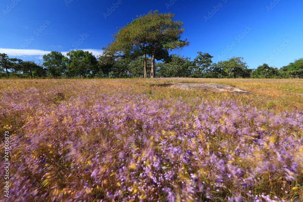 Wild flower field (Carnivorous Plants)
at the rocky plateau of Pha Luang Waterfall Forest Park .
Ubon Ratchathani , Thailand Wild flower field (Carnivorous Plants)
at the rocky plateau of Pha Luang Waterfall Forest Park .
Ubon Ratchathani , Thailand