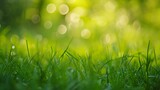 Grass with bokeh stock photo