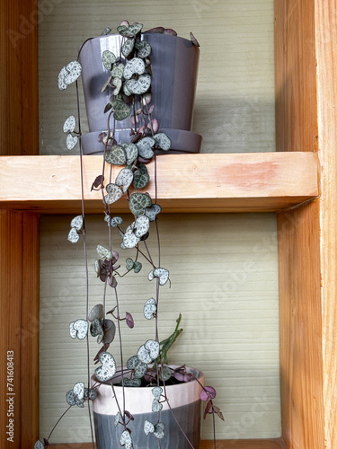String of Hearts, Rosary Vine, Chain of Hearts, Hearts-on-a-string, sweetheart vine (Ceropegia woodii, Ceropegia linearis ssp. woodii), indoor house plant