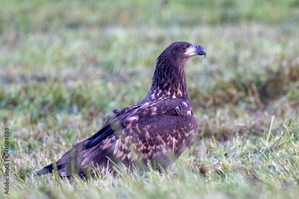 Obraz premium Young White Tailed Eagle