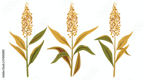 Quinoa vector flat minimalistic asset isolated il