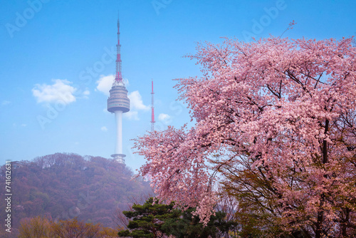 Photography cherry tree in spring and Namsan Mountain with Namsan Tower in the background, Seoul