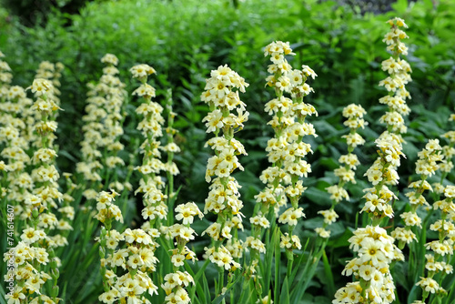 Sisyrinchium striatum, Pale yellow eyed grass or satin flower in bloom photo