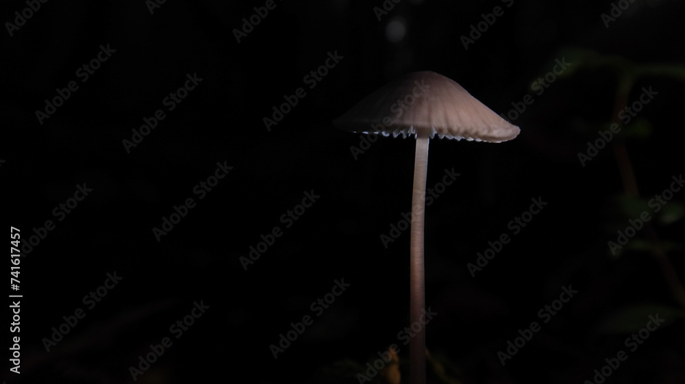 Fototapeta premium Mycena