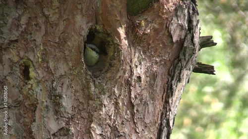 The baby bird nuthatch in the nest is waiting to be fed.  (Sitta europaea)