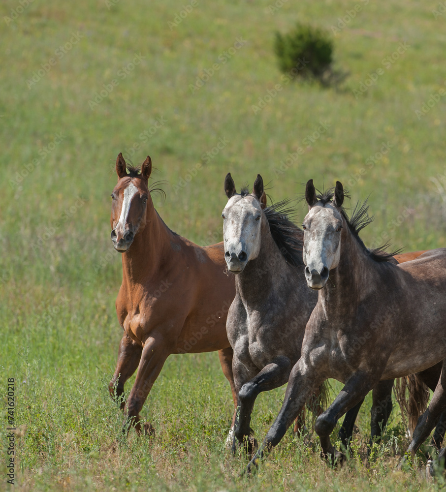 Obraz premium Three horses two greys and one bay with white blaze running towards camera with all ears up in green summer pasture vertical equine image room for masthead and type healthy horses in outside field 