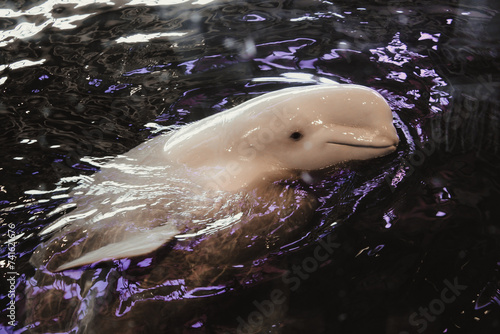 Canvas-taulu Beluga Whale Swimming in Shedd Aquarium