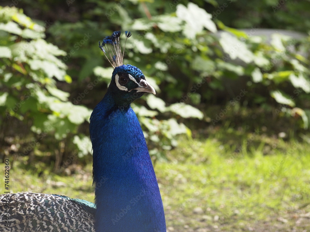Obraz premium Peacock head and neck observing the surroundings