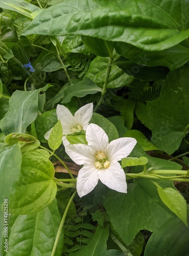 White flower in the forest 