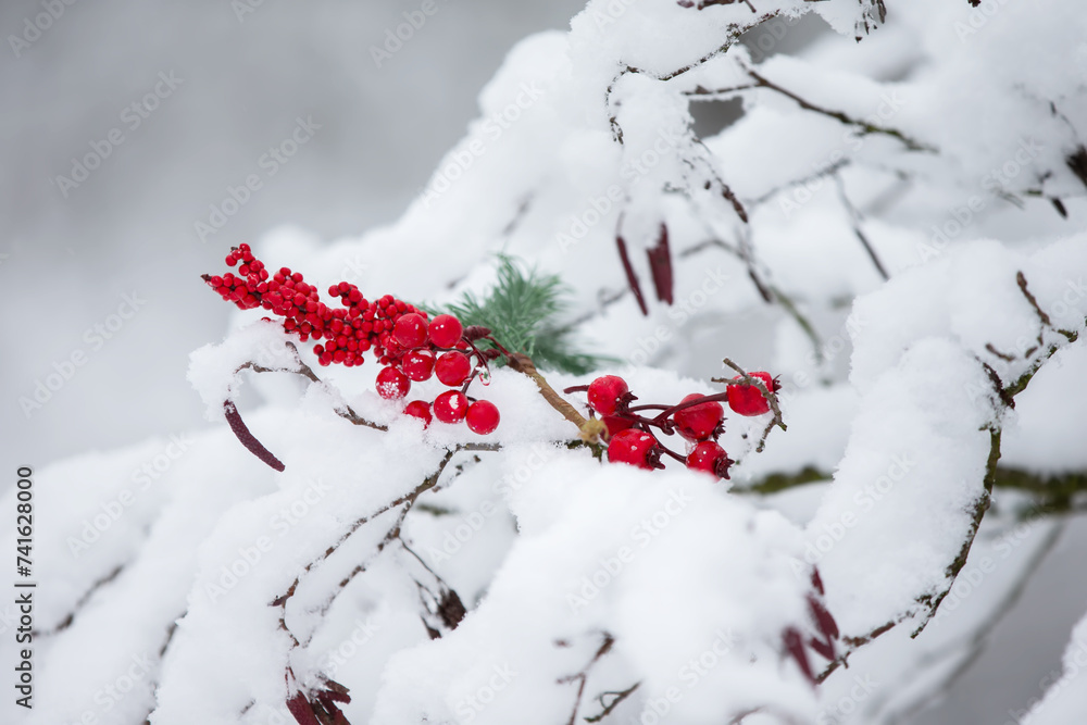 A Christmas card. Red rowan berries on snow-covered branches.