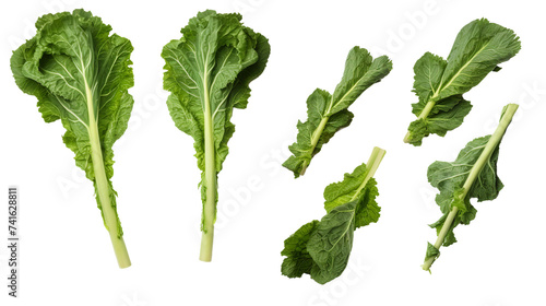 Collard Greens Harvested from the Garden, Organic Vegetable PNG Isolated on Transparent Background