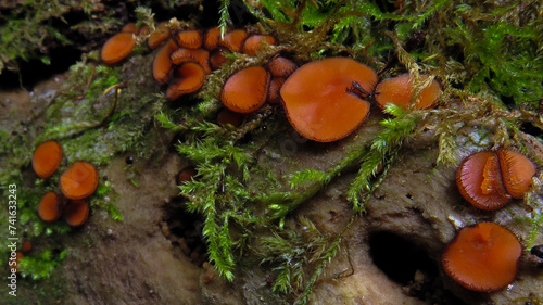 Scutellinia scutellata photo