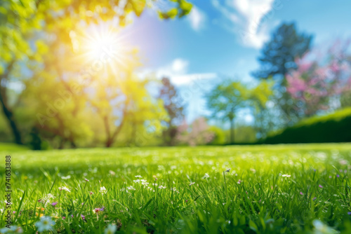 A sunny meadow with fresh green grass and small flowers, trees in the soft-focus background.