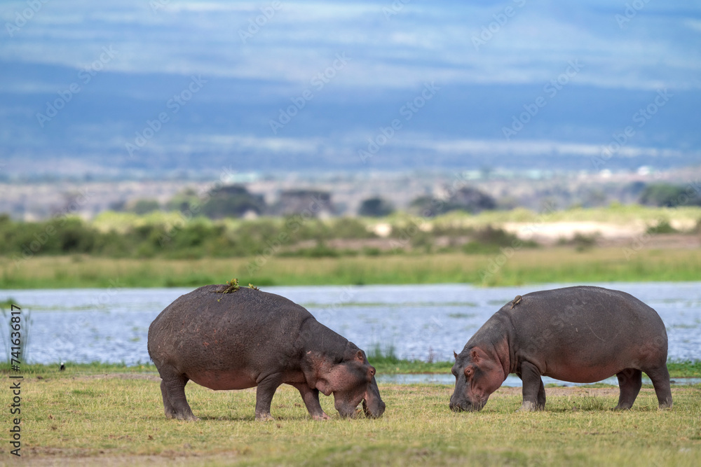 hippo out of the water in Amboseli national park hippo out of the water in Amboseli national park
