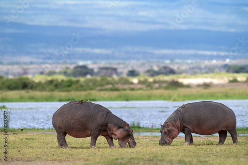 hippo out of the water in Amboseli national park © Ondrej