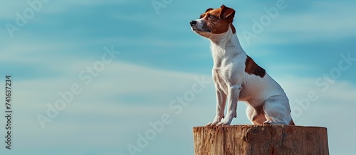 Happy Young Jack Russell Terrier Dog Winner poses on stump podium outdoors First place dog show Competition between pets Wire haired puppy. with copy space image. Place for adding text or design photo