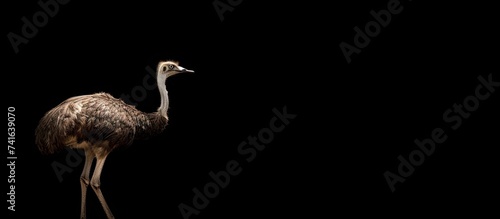 Darwin s rhea Rhea pennata also known as the lesser rhea Plumage texture Wildlife animal. with copy space image. Place for adding text or design photo