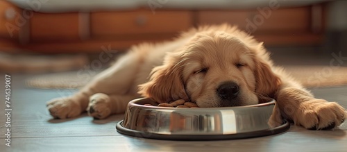 Lovely golden retriever pup...