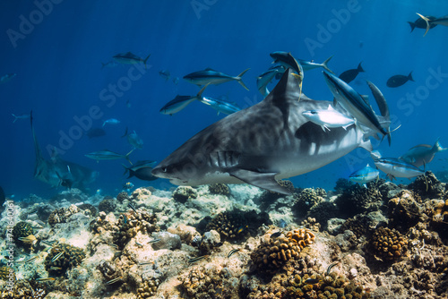 Tiger Shark swimming close up with tropical fish in transparent ocean.