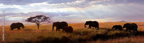 African elephants at sunset in the Serengeti national park. Africa. Tanzania. Banner format. © delbars
